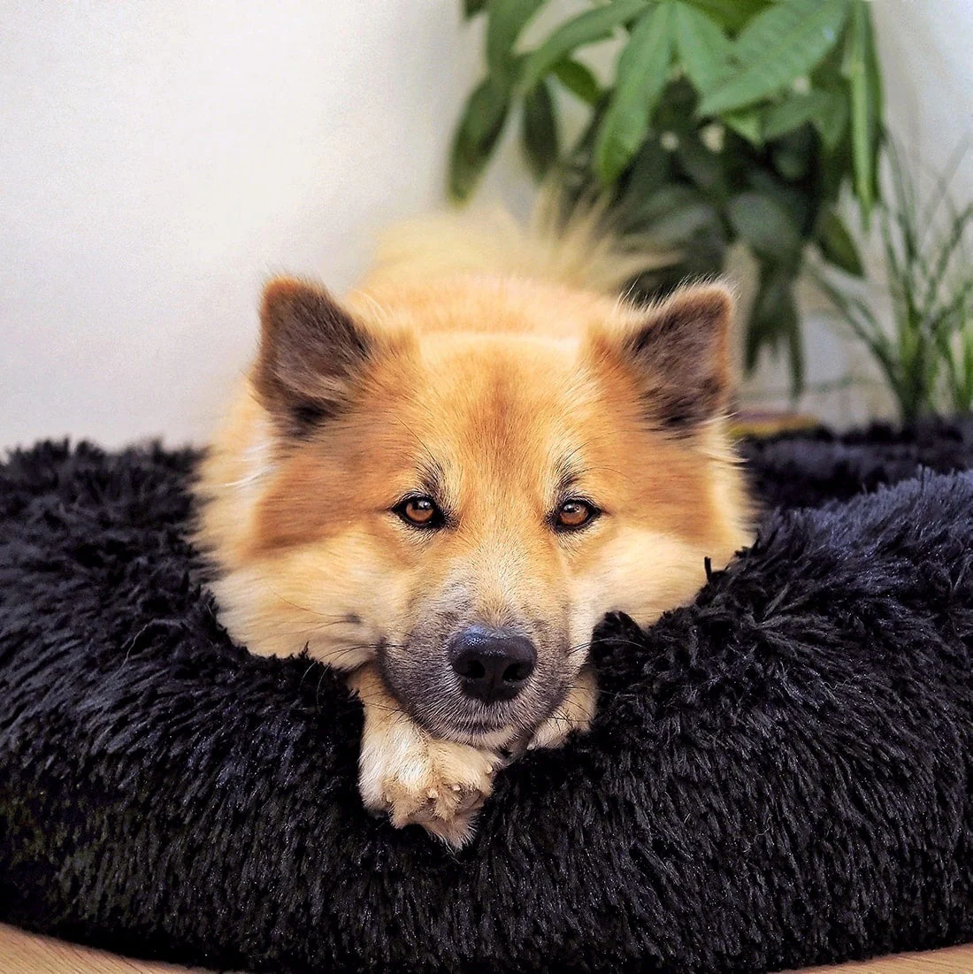 PawPeace - Lit pour chien en fausse fourrure confortable pour soulager le stress - Image 4